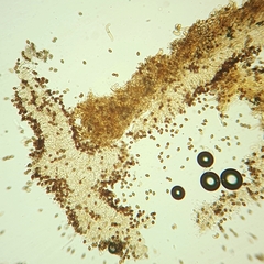 Descomyces