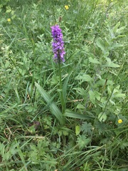 Dactylorhiza × grandis
