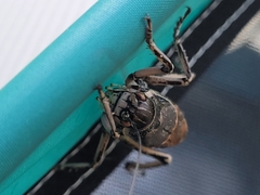 Cyphoderris