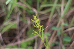 Thesium chinense