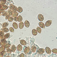 Descomyces