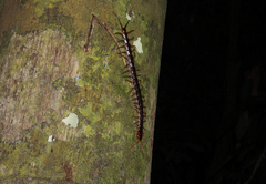 Scolopendra subspinipes