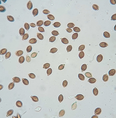Descomyces