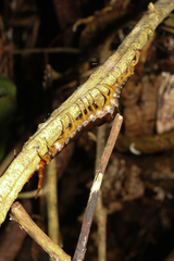 Scolopendra subspinipes