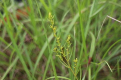 Thesium chinense