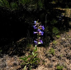 Penstemon pachyphyllus pachyphyllus
