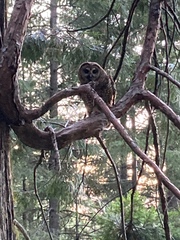 Strix occidentalis occidentalis