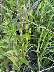 Arabis sagittata borealis