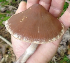 Cortinarius evernius