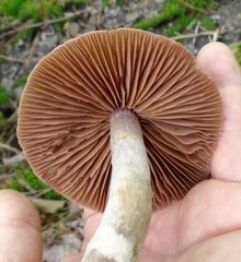 Cortinarius evernius