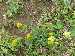 Trifolium badium