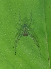 Bijoaraneus