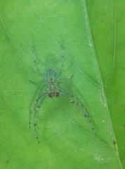 Bijoaraneus
