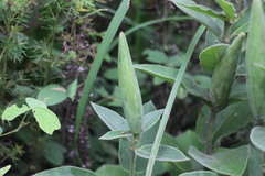 Vincetoxicum atratum