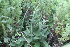 Vincetoxicum atratum