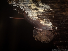 Ramogenia challengeri