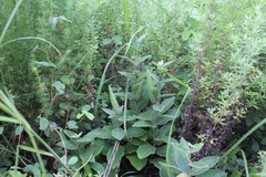 Vincetoxicum atratum