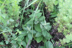 Vincetoxicum atratum