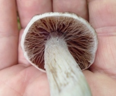 Cortinarius evernius