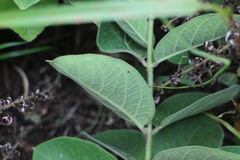 Vincetoxicum atratum