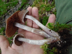 Cortinarius evernius