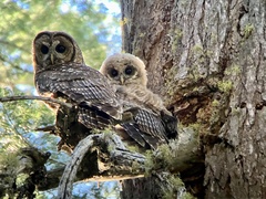 Strix occidentalis occidentalis