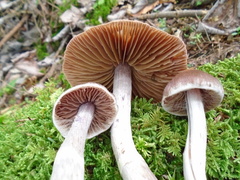 Cortinarius evernius