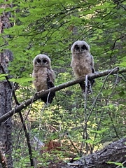 Strix occidentalis occidentalis