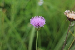 Cirsium lineare