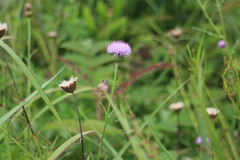 Cirsium lineare