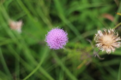 Cirsium lineare