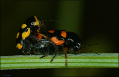 Cryptocephalus octoguttatus