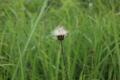 Cirsium lineare