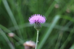 Cirsium lineare