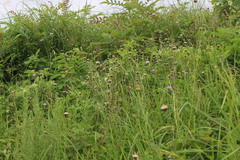 Cirsium lineare