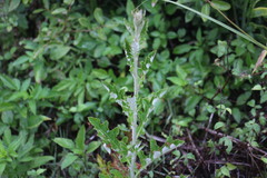 Echinops grijsii
