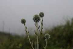 Echinops grijsii