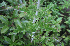 Echinops grijsii
