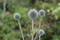Echinops grijsii