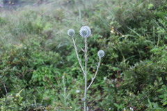 Echinops grijsii