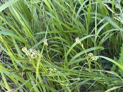 Arabis sagittata borealis