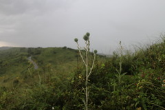 Echinops grijsii