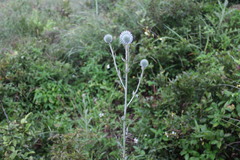 Echinops grijsii