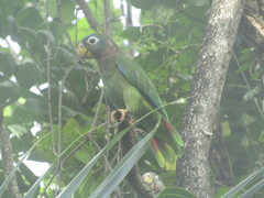 Amazona collaria