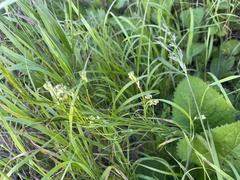 Arabis sagittata borealis