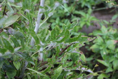Echinops grijsii