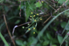 Bupleurum kaoi