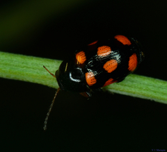 Cryptocephalus octoguttatus