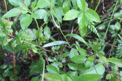 Bupleurum kaoi