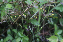 Bupleurum kaoi